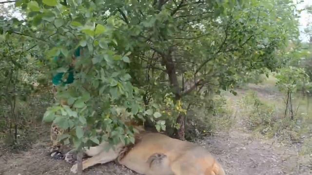 The LARGEST LION Of Taigan! Photo Session