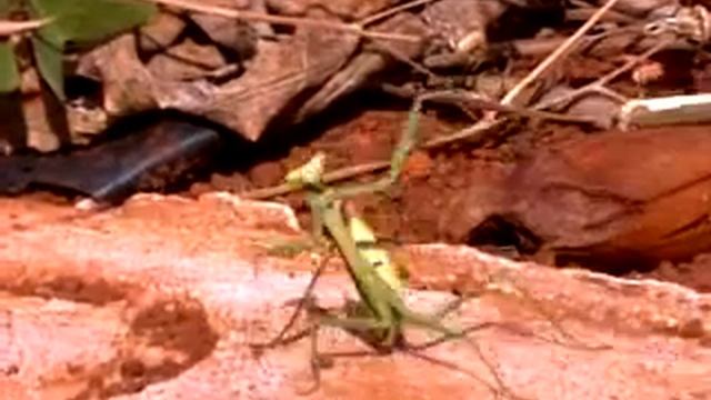 Bicho Ninja.mp4 смотреть онлайн