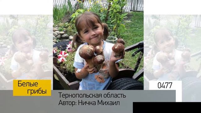 Фотоальбом - Тихая охота №096 смотреть онлайн