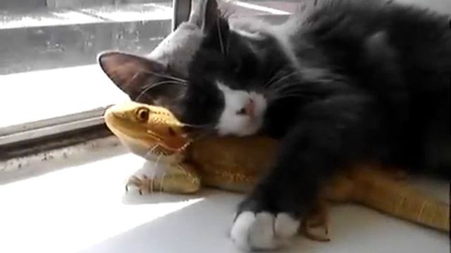 Кот и ящерица настоящие друзья смотреть онлайн