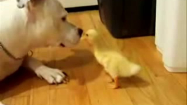 Пушистые  НЯМКИ