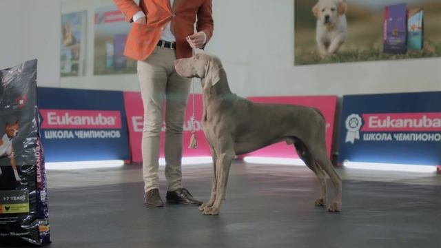 Есть вопрос! «Что делать, если собака не хочет стоять в стойке?» смотреть онлайн