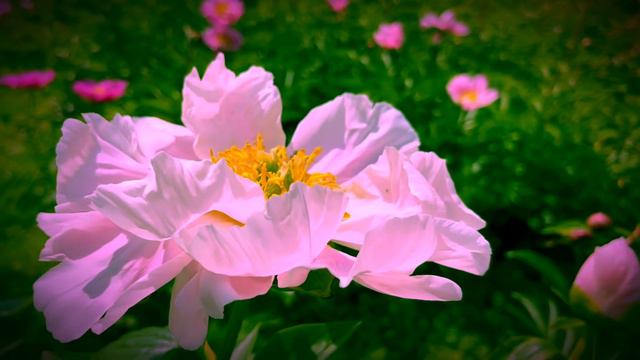 PEONY GARDEN TOKYO IN TSUKUBA 「つくば牡丹園」THE JOURNEY OF FLOWERS 28 смотреть онлайн