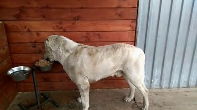 Как кормить Алабая. смотреть онлайн