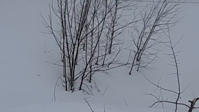 Метет метель, проблемы с котом! смотреть онлайн