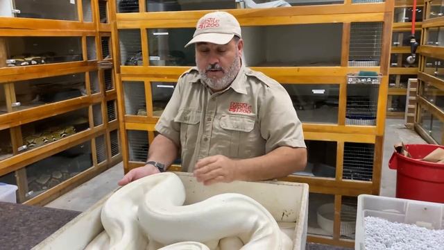Wild White Snake Attack! (Prehistoric Pets Style) смотреть онлайн