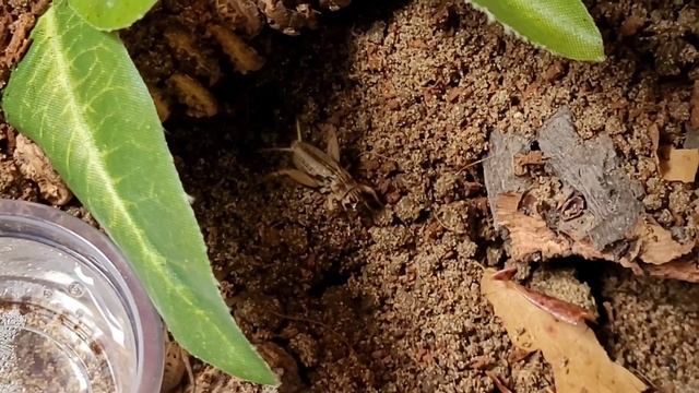 Hogna Radiata Takedown