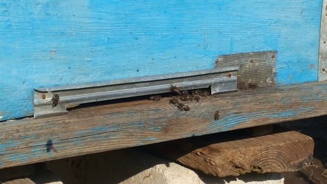 ПЧЕЛЫ НЕСУТ ПЫЛЬЦУ 09.03.2017г. смотреть онлайн