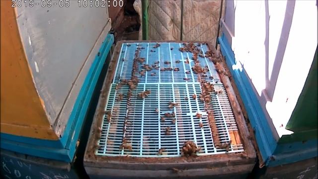 Сентябрь.Срочно сократить гнезда пчёл.Как правильно сокращать пчёл осенью и почему не получается. смотреть онлайн