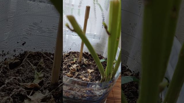 Огород на окне. Нужен совет картофелевода. Что делать с картошкой дальше? смотреть онлайн