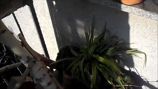 Bunga Sedap Malam Polianthes Tuberosa Penanaman dan Perawatannya смотреть онлайн