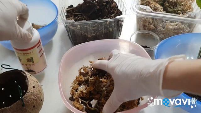 Орхидеи.Мой мир орхидей. Пересадка Дендробиума Лоуза в кокос. смотреть онлайн