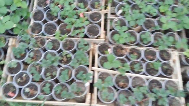 Фриго через 2 недели после высадки смотреть онлайн