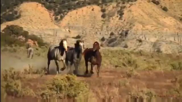 В.Высоцкий.Кони привередливые. смотреть онлайн