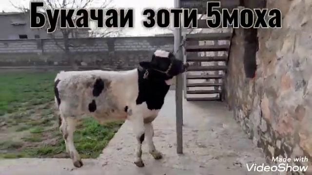 букачаи зоти фуруши хай харидоро мархамат занг зада харидори намоед смотреть онлайн
