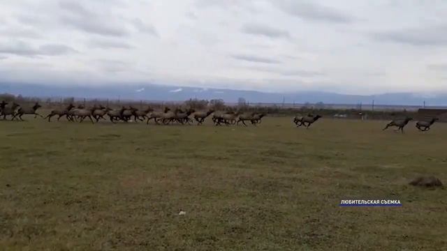 Вылечим и накормим. В Тункинском районе открыли мараловодческую ферму и модульный убойный цех смотреть онлайн