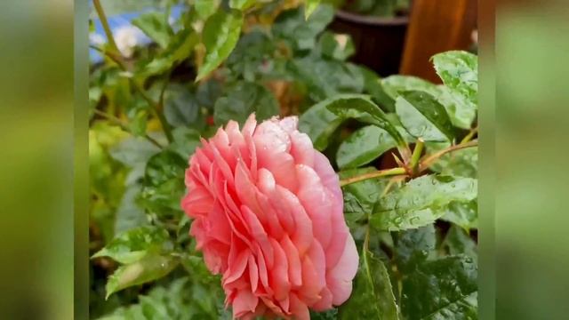 Роза МЭРИ ЭНН ???? ???? ???