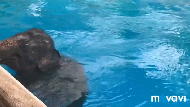 Кхао Кхео, лучший зоопарк Таиланда. Паттайя 2018. Khao Kheow Open Zoo Thai. смотреть онлайн