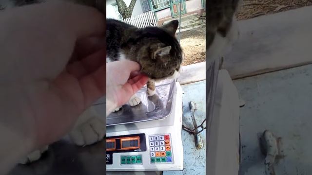 Зважений та щасливий. Шыкарный ? кот Мурчик. Сколько весит кот. смотреть онлайн