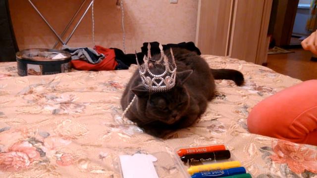 Британская кошка королева смотреть онлайн