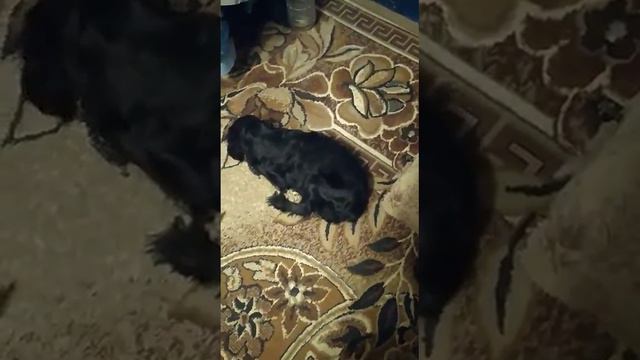 "Пушистые Ангелы" дом.приют знакомит с трагическими историями спасения питомцев. 89094035698 Елена смотреть онлайн