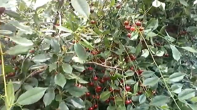 Алтайская вишня смотреть онлайн