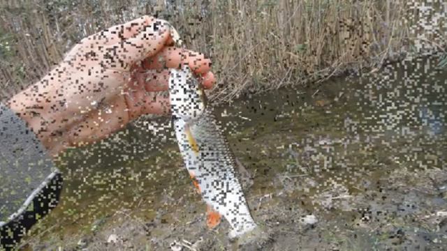 Ловля голавля на малых реках. Fishing for Chub on small rivers. смотреть онлайн