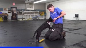 Border Collie Puppy Training - 10 Skills To TEACH FIRST!