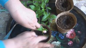 Пикировка перца по одному и по два в лунку. Что лучше для Подмосковья?