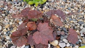 Гейхеры /Моя коллекция  гейхер 2020/ 17 сортов гейхер/ [гейхеры в ландшафте сада]