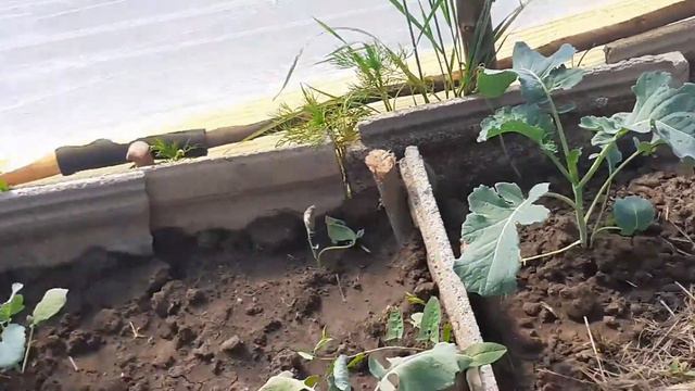 Будние дни,пикировка петунии,посадка в огороде .Что посажено в теплице.Жизнь в деревне.