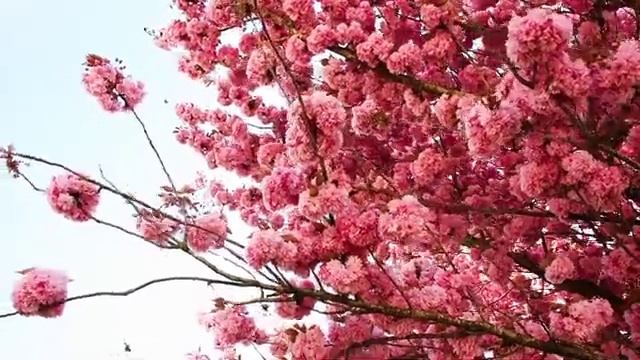 ФУТАЖ. Весна в разгаре! FOOTAGE. Spring. смотреть онлайн