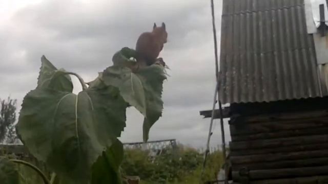 Белочка ест семечки на подсолнухе смотреть онлайн