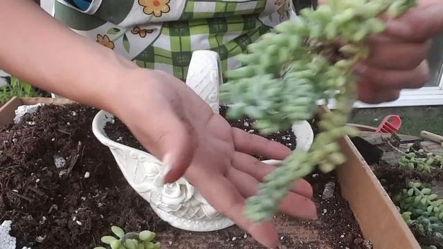 Así Cuido El Sedum Burrito,Sedum Morganianum! #jardineria #suculentas