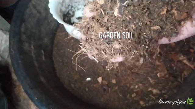 Philodendron Care: How To Propagate Dwarf Red Congo Philodendron смотреть онлайн