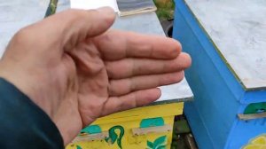 Семья без матки весной. Объединение пчелиных семей весной.
