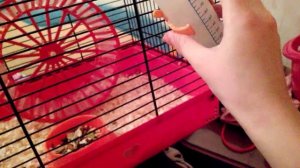 Как приучить хомячка к поилке.