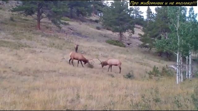 Камера в лесу сняла странного ЗВЕРЯ, которого не могли поймать 2 года!