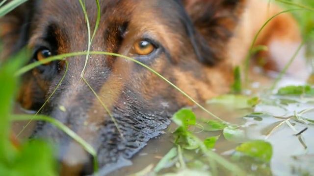 Лохнесское чудовище смотреть онлайн
