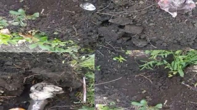 Выступление «Речевое развитие в экологическом воспитании дошкольников» смотреть онлайн