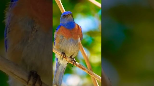 Западная сиалия (лат. Sialia Mexicana)