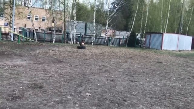 БОКСЁР ТАЙСОН и красивая девчушка ДОБЕРМАНА смотреть онлайн