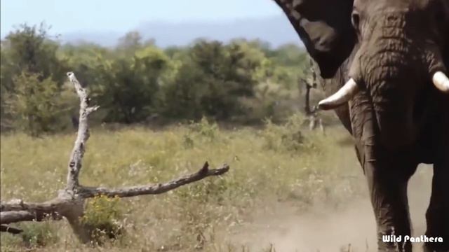 10 Animals That Could Defeat A Polar Bear - Who Can Kill A Polar Bear смотреть онлайн