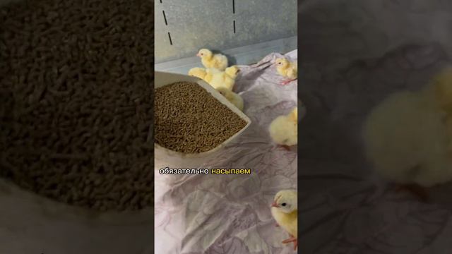 А у нас прибавление ! Снова 😂 смотреть онлайн