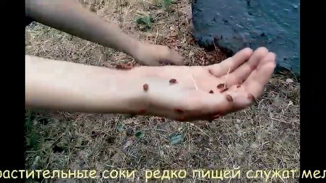 Клоп-солдатик