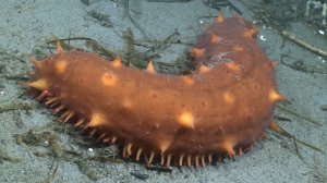 11.2. Иглокожие: офиуры, голотурии и морские лилии