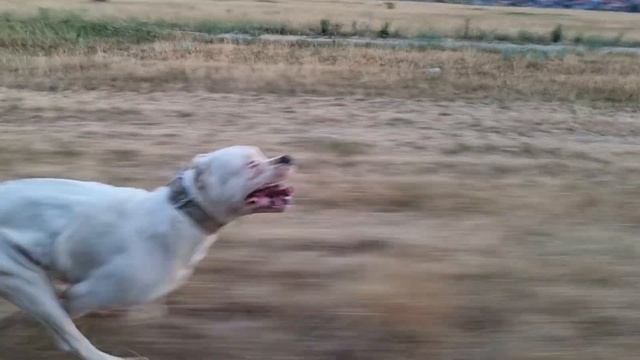 DOGO ARGENTINO RUNNING @HikingDogoOutdoor смотреть онлайн