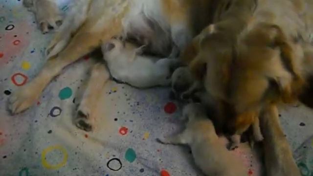 сосунок+доча вылизывает хомяков смотреть онлайн