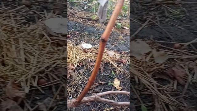 Обрізка винограду - моє бачення смотреть онлайн