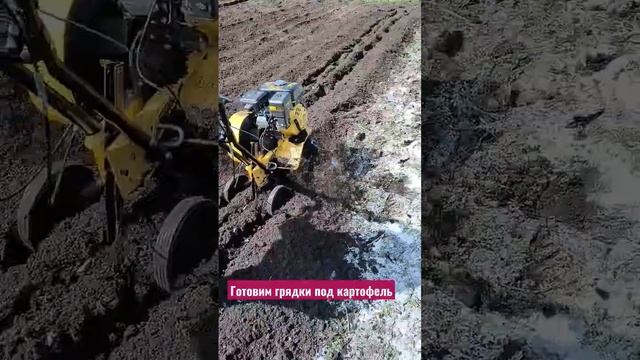 Перекопка поля под картофель??? #дача #happy #огород #сад #земля #картофель #картошка #культиватор смотреть онлайн
